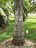 Caryota urens